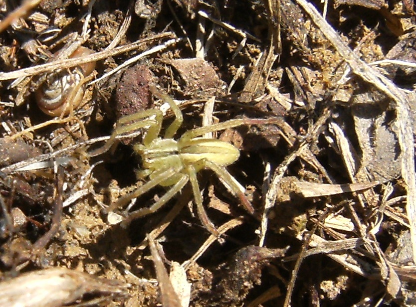 Micrommata sp.